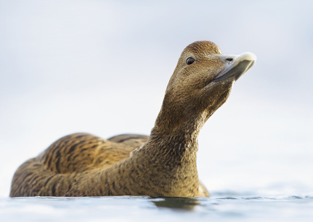 Close up of a female common eider, Norway.の写真素材