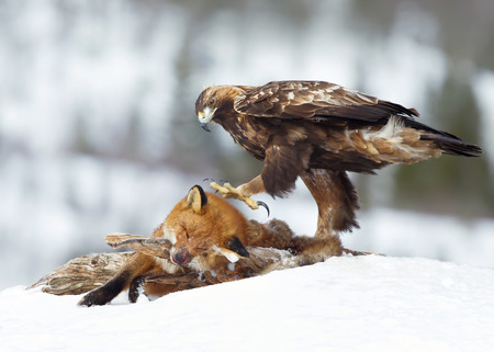 Golden Eagle (Aquila chrysaetos) feeding on a Red Fox high in the mountains, Norway.の写真素材