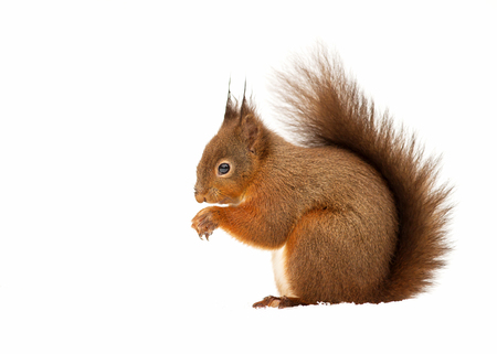 Red squirrel sitting in the snow against white background, UK.の写真素材