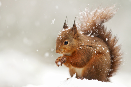 Cute Red squirrel in the falling snow, UK.の写真素材