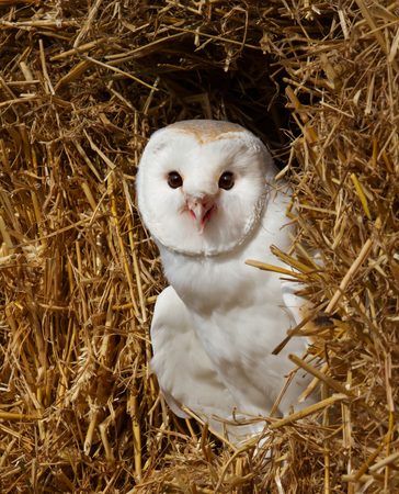 Close up of a Barn owl in a farm in UK.の写真素材