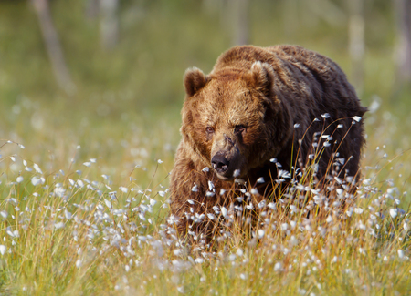 Close up of a male brown bear in swamp, Finland.の写真素材