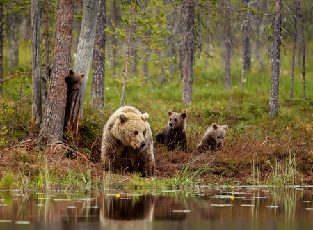 Eurasian brown bear cubs playing with a mom by the pond, Finland.の写真素材
