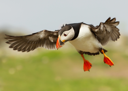 Atlantic Puffin (Fratercula arctica) in flight, Noss, Shetland Islands, Scotland, UK.の写真素材