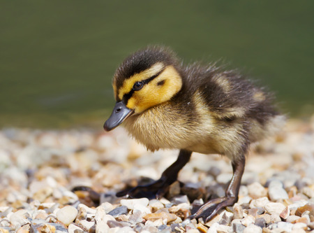 Mallard duck chick standing on pebbles, spring in UK.の写真素材