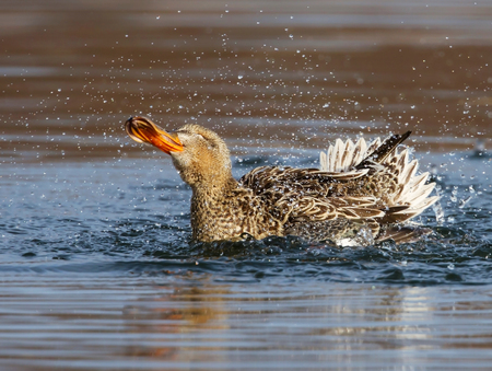 Female mallard duck (Anas platyrhynchus) splashing in water, England.の写真素材