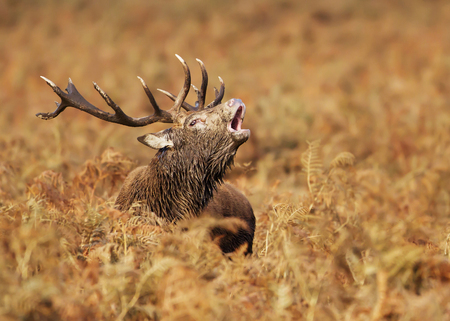Red deer stag bellowing during mating season in autumn, UK.の写真素材