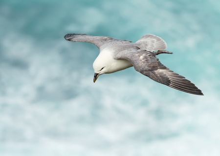 Northern Fulmar in flight above stormy ocean, Scotland, UK.の写真素材