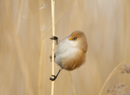 Bearded tit (Panurus biarmicus), female feeding on seeds in reed bed, UK.の写真素材