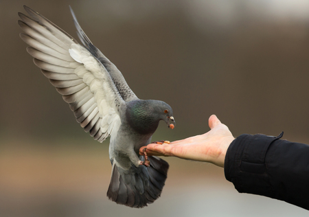 Feral pigeon feeding from the hand, UK.の写真素材