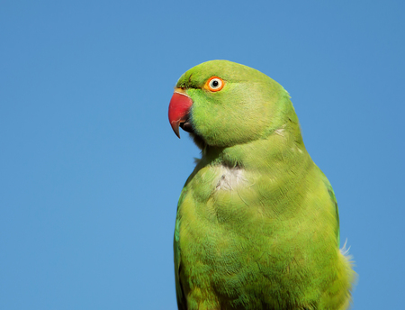 Close-up of a Rose-ringed Parakeet (Psittacula krameri), known as the Ring-necked Parakeet, UK.