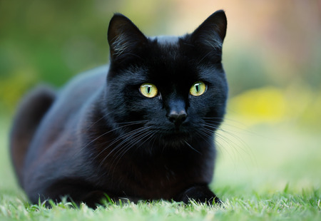 Close up of a black cat lying on the grass in the garden, UK.の写真素材