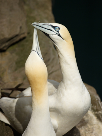 Close-up of Northern gannet (Morus bassana) display during breeding season, Noss, Shetland, UK.の写真素材