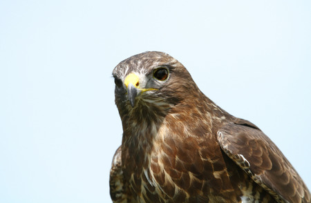 Close up of a Common Buzzard (Buteo buteo) against clear blue sky, UK.の写真素材