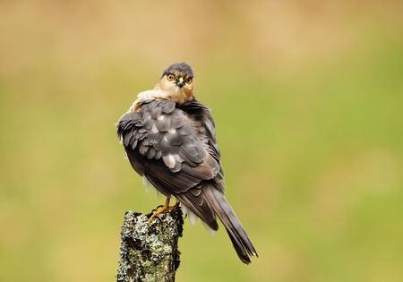 Close up of male Eurasian Sparrowhawk (Accipiter nisus) perching on a wooden post, Scotland, UKの写真素材