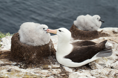Black-browed Albatross sitting close to the chick  on a breeding ground in Falkland islands.の写真素材
