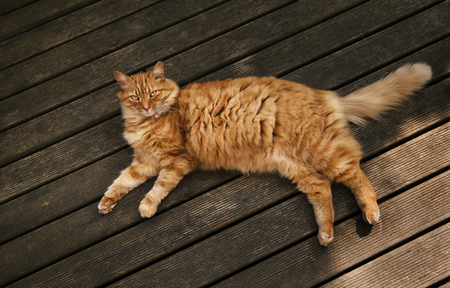 Close-up of a cat lying on the wooden patio decking on a sunny summer day, UKの写真素材