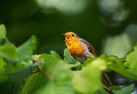 European robin (Erithacus rubecula) singing on a perch in a hazel tree, summer in UK.の写真素材