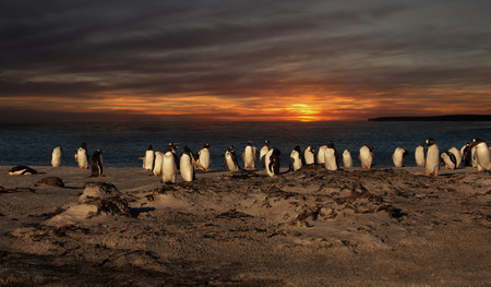 A group of gentoo penguins on a sandy beach at sunset, Falkland islands.の写真素材
