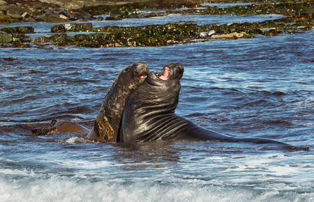 Close-up of Southern elephant seals play - fighting in water by the coast of Falkland islands.の写真素材
