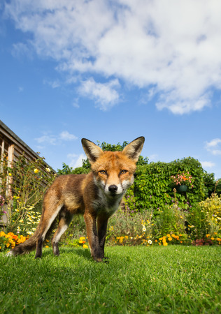 Red fox standing on the lawn in the garden on a sunny summer day, UK.の写真素材