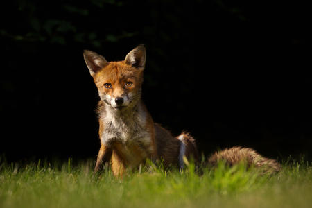Close up of a red fox sitting on the grass against black background, England.の写真素材