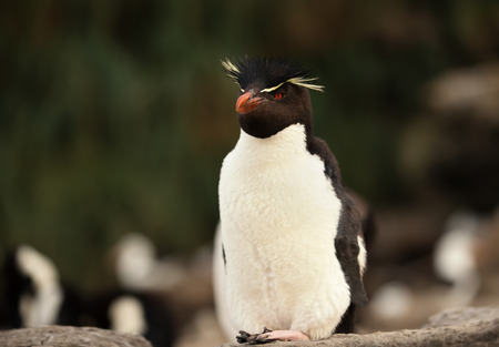 Close up of Southern rockhopper penguin on the coast in Falklans Islands.の写真素材