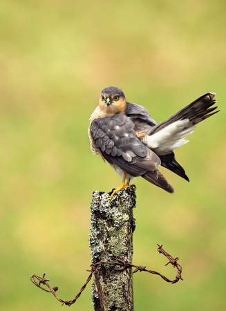 Close up of an adult Eurasian Sparrowhawk (Accipiter nisus) preening on a wooden post, Scotland, UK.の写真素材