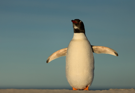Close up of a Gentoo penguin standing on a sandy coast against blue background, Falkland islands.の写真素材