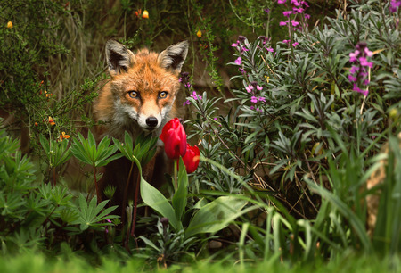 Close up of a red fox in the garden, UK.の写真素材