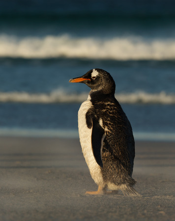 Close-up of a Gentoo penguin standing on a sandy beach, Falkland islands.の写真素材