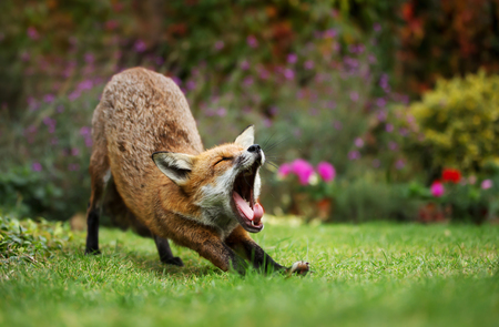 Close-up of a yawning Red fox after taking a nap in the urban garden, summer in UK.の写真素材