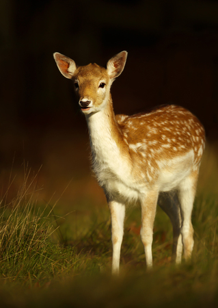 Close-up of a Fallow deer fawn standing in the grass at sunrise, UK.の写真素材