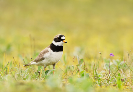 Common ringed plover (Charadrius hiaticula) standing in the grass, summer in Iceland.の写真素材