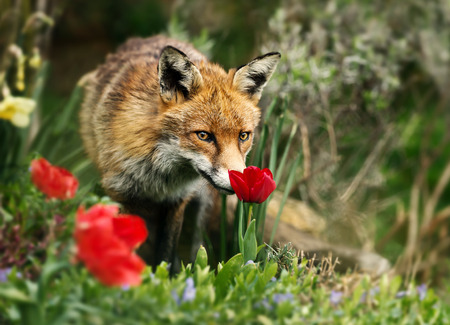 Close up of a Red fox smelling a tulip, spring in UK.