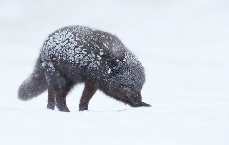 Close-up of a Blue morph arctic fox  in snow, winter in Iceland.の写真素材