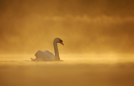 Silhouette of a mute swan (cygnus olor) in water on a golden misty morning.の写真素材