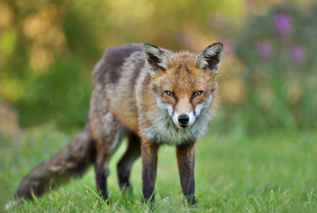 Close up of a red fox standing on the grass in the garden, UK.の写真素材