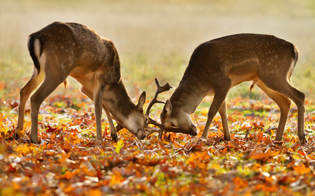 Close up of two young male fallow deer (Dama dama) fighting during rut in autumn, UK.の写真素材