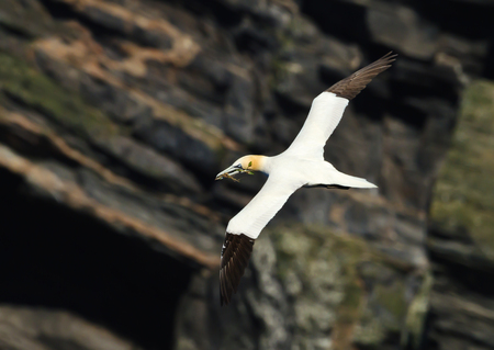 Northern gannet (Morus bassana) in flight on the rocky coast of Noss island, Shetland, UK.の写真素材