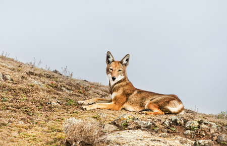 Close up of endangered Ethiopian wolf (Canis simensis) - canid native to the Ethiopian Highlands,...