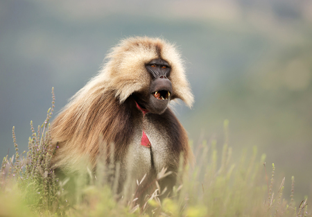 Close up of an adult Gelada monkey (Theropithecus gelada) in Simien mountains national park, Ethiopia.の写真素材