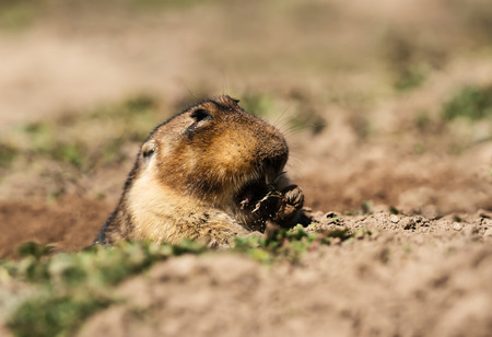 Close up of a big-headed African mole-rat, also known as the giant root-rat, Ethiopian African...