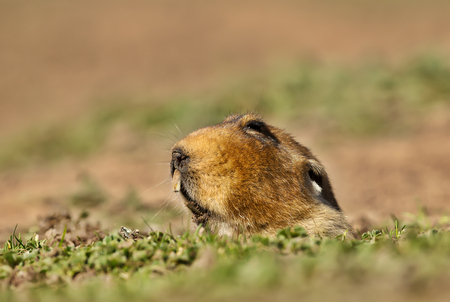 Close up of a giant mole-rat, Bale Mountains, Ethiopia.の写真素材