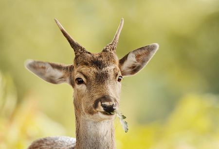 Close up of a young Fallow deer eating oak leaf, autumn in UK.の写真素材