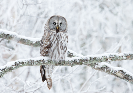 Close up of Great Grey Owl (Strix nebulosa) perched in a tree, winter in Finland.の写真素材