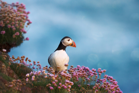 Atlantic puffin in the field of thrift flowers at sunrise on a coast of Shetland islands, UK.の写真素材