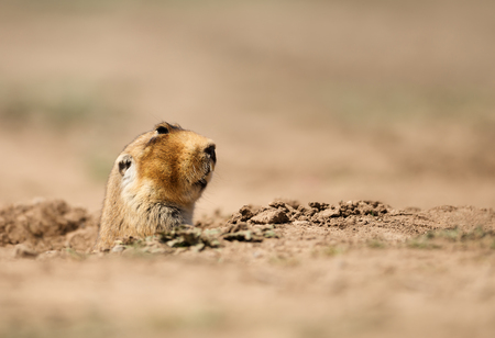 Close up of a big-headed African mole-rat, Bale Mountains, Ethiopia.の写真素材