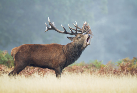 Close-up of a red deer stag calling on a misty autumn morning during rutting season, UK.の写真素材