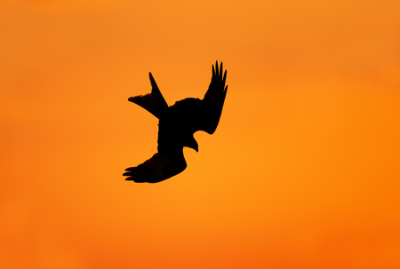 Silhouette of a red kite (Milvus milvus) in flight, UK.